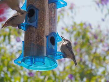 Close-up of bird perching on feeder