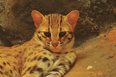 Portrait of cat relaxing outdoors