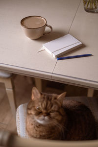 High angle view of cat drinking coffee