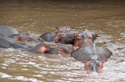 Group of seven hippopotamus swimming in the mud of the serengeti, between kenya and tanzania