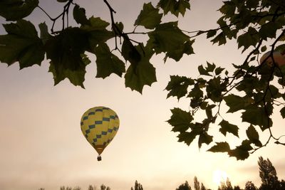 Low angle view of hot air balloons against sky