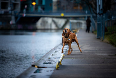 A dog stands barking by the spree