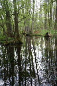 Reflection of trees in lake