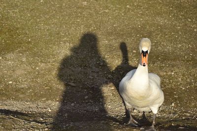 Birds in calm lake