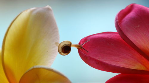 Close-up of snail on flower against clear sky