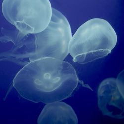 Close-up of jellyfish in sea