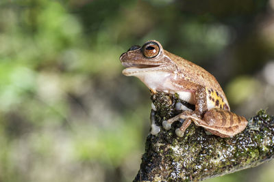 Close-up of frog on branch