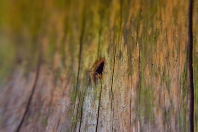 Close-up of insect on wood