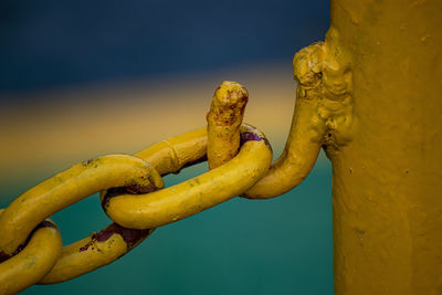 Close-up of yellow fruit against blue sky