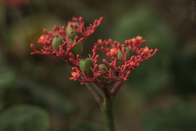 Close-up of red flowering plant