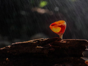 Close-up of wet orange leaf on wood