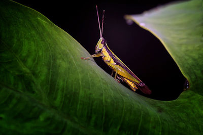 Close-up of insect on leaf