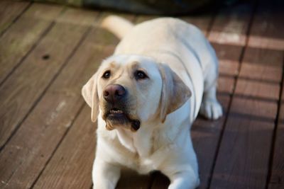 Close-up portrait of a dog