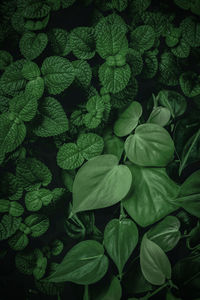 Full frame shot of green leaves on plant