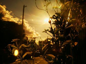 Plants against sky at sunset