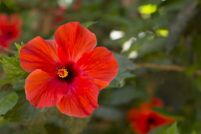 Close-up of red flower