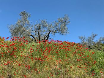 Red flowering plants on field against clear blue sky