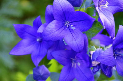 Close-up of purple flowers