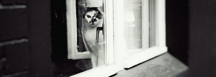 Cat looking through window