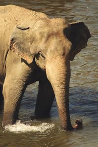 View of elephant drinking water