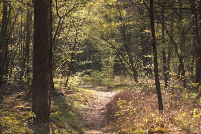 Trees growing in forest