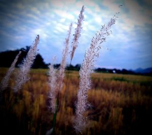 Close-up of fresh plants on field against sky