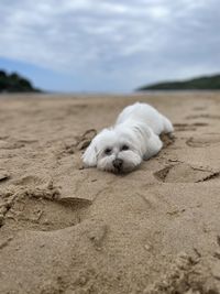 Dog on beach