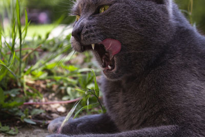 Close-up of cat yawning