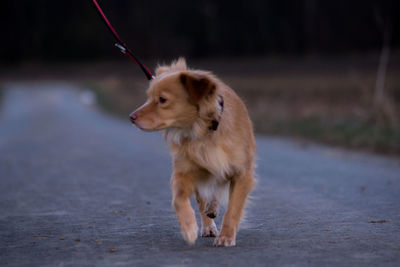 Dog walking on road