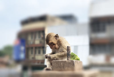 Close-up of monkey sitting on wall