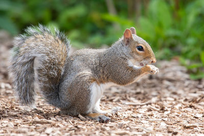 Close-up of squirrel on field