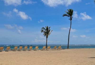 Palm trees on beach against sky