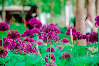 Close-up of pink flowers