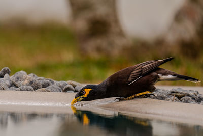 Side view of a bird drinking water