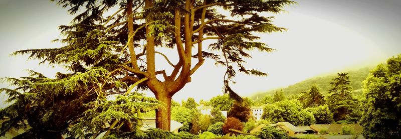 Trees on landscape