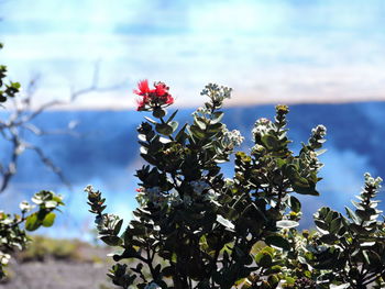 Close-up of flowers blooming against sky