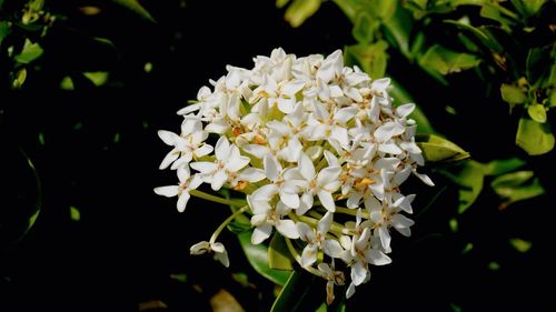 Close-up of white flowers blooming outdoors