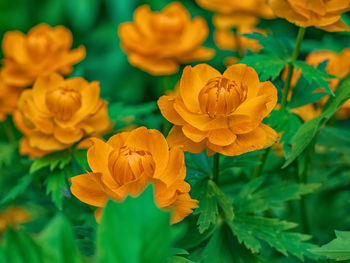 Globeflower on the green leaves background. close-up. selective focus.