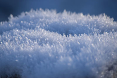 Close-up of frozen plants against sky