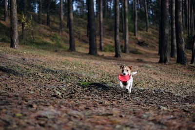 Dog playing with toy in forest