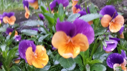 Close-up of purple flower