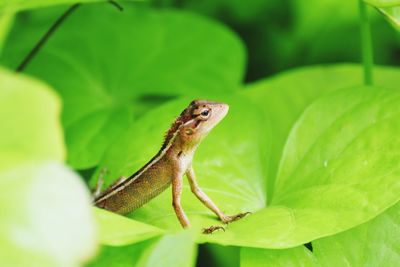 Close-up of lizard on leaf