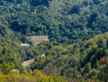 High angle view of trees and plants in forest