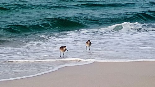 Birds on beach