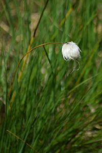 Close-up of insect on grass