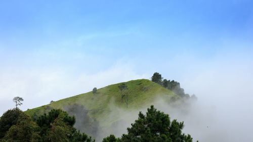 Low angle view of trees on mountain against sky