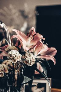 Close-up of wilted flower plant