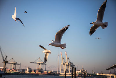 Seagulls flying over sea against sky