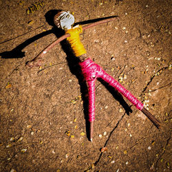 High angle view of a lizard on a field