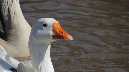 Close-up of swan swimming in lake